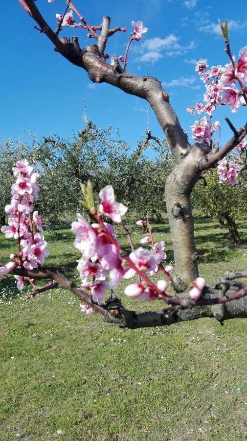 Country House Bike Friendly Famiglia Belleggia Apartment Porto Sant'Elpidio Ngoại thất bức ảnh